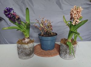 Trois pots de fleurs : deux jacinthes fanées encadrant des chrysanthèmes en guère meilleur santé.